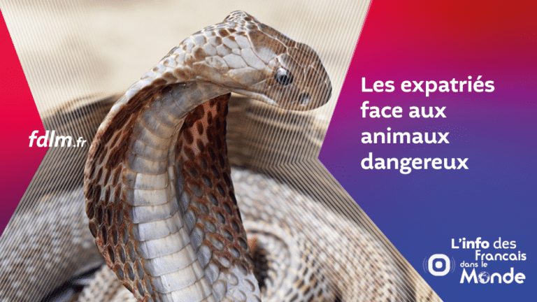 Expatriés : face aux animaux dangereux