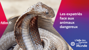 Expatriés : face aux animaux dangereux