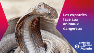 Expatriés : face aux animaux dangereux