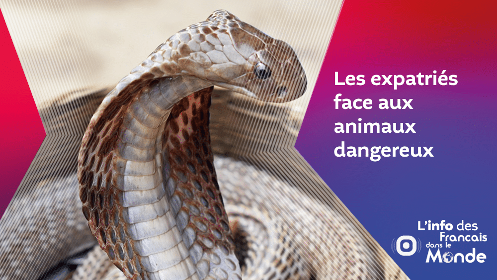 Expatriés : face aux animaux dangereux